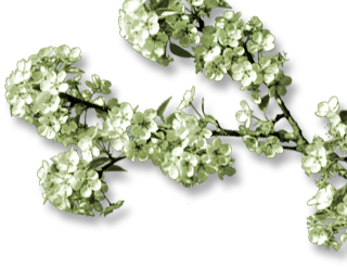 Pear Blossoms Pic